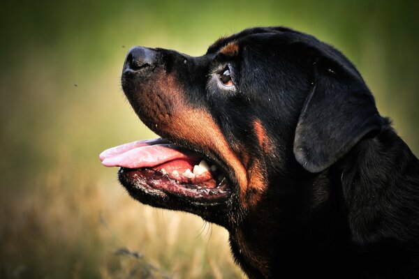 Hund parodiert Rottweiler in der Natur