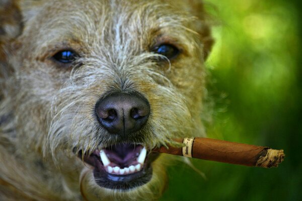 Chien Shaggy fume une cigarette