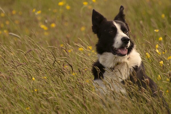 Border Collie dans l herbe des prairies