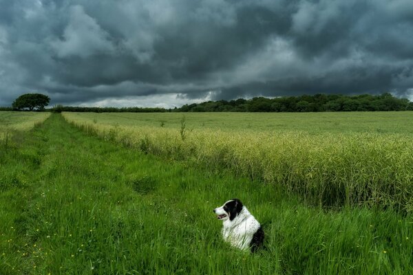 The dog is in the field. Beautiful sky