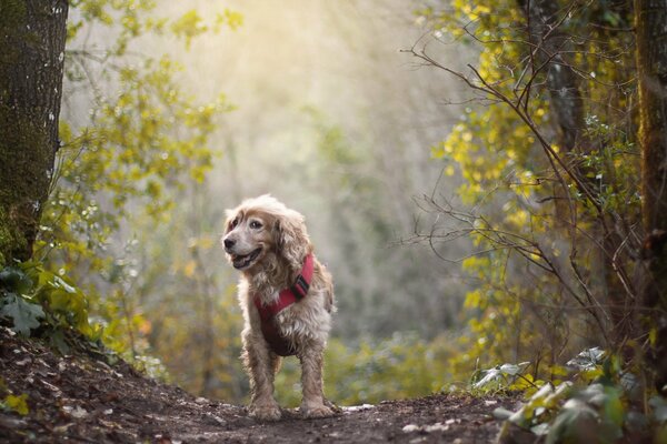 Curly-haired dog in a pink collar