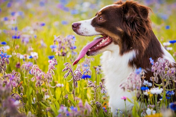 Schäferhund im Profil im Sommerfeld