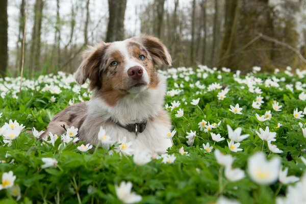 A dog in flowers. Nature beauty