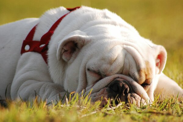 English bulldog relaxing in the fresh air