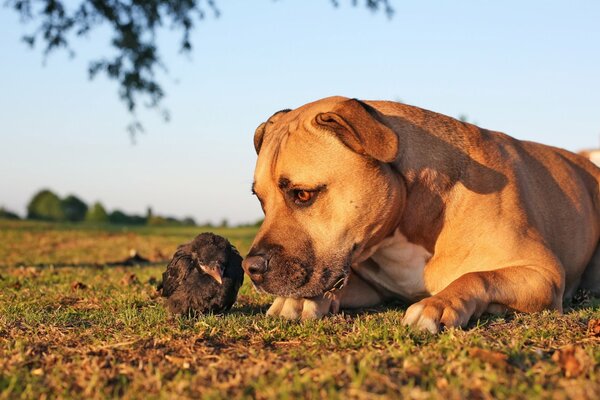 Première connaissance d un poussin et d un chien