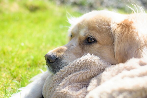 Le regard amical dévoué du chien