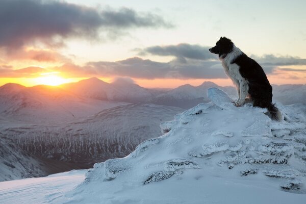 Chien en hiver dans les montagnes admirant le coucher du soleil