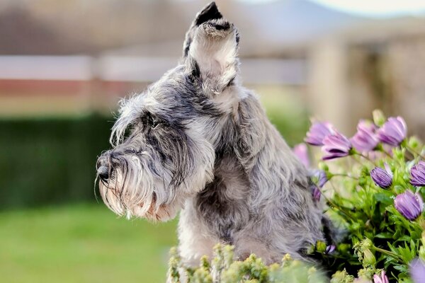 Retrato de un perro de la raza Schnauzer miniatura con flores