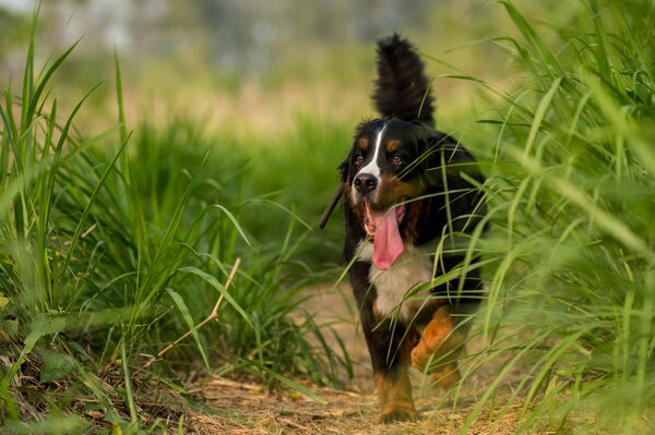 Chien regard ami courir herbe