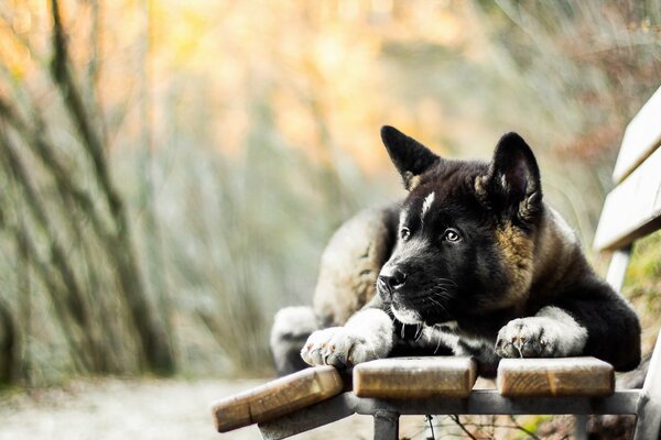 A dog with a pleading look on the bench