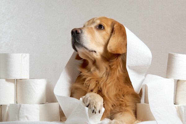 Der Hund liegt zwischen Toilettenpapierrollen