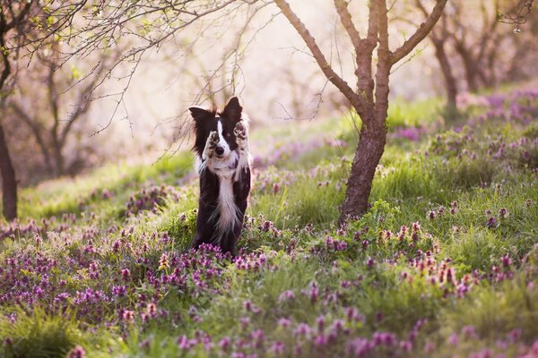 Anche i cani si rallegrano del sole primaverile