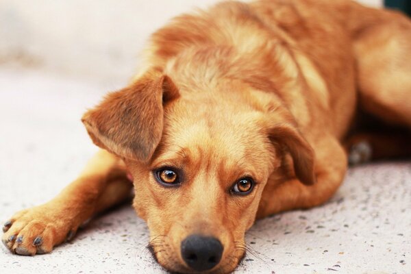 Perro triste. una mirada a la espera de un milagro