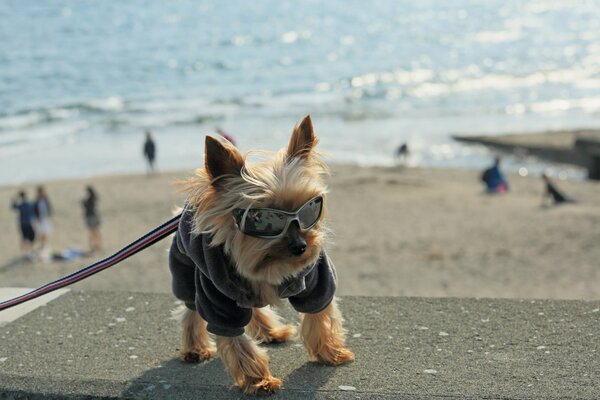 Freund Blick doggy Brille