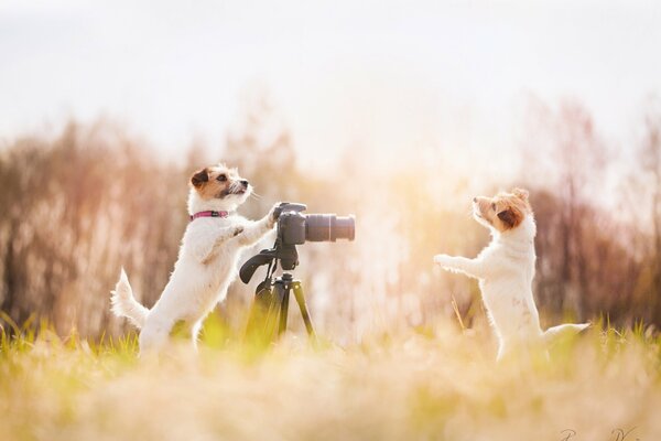 Jeden pies robi zdjęcie drugiemu psu w naturze