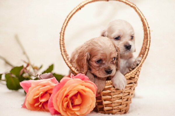 Chiots mignons dans un panier à côté de roses