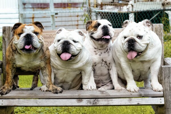 Bulldog Company en el fondo de la casa