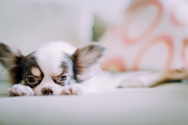 Le regard réfléchi d un animal de compagnie