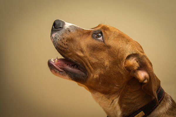 Cane rosso guarda in alto