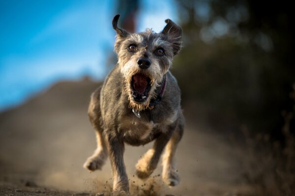 Il cane arrabbiato corre con la bocca aperta