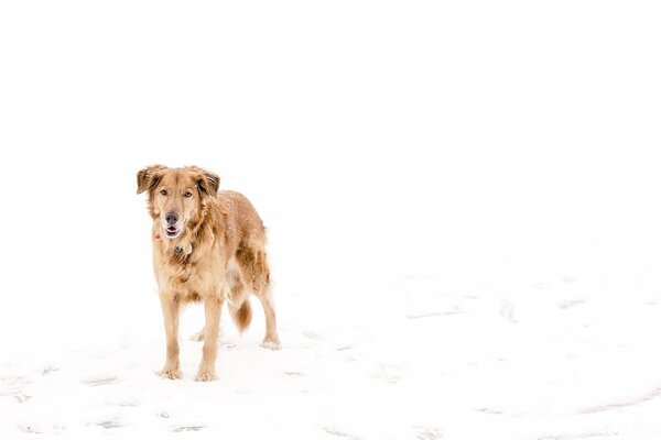 Собака стоящая зимой в снегу