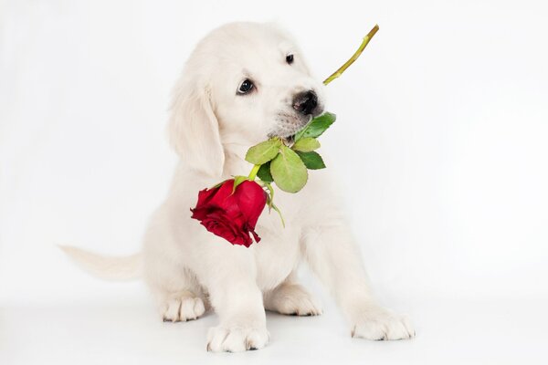 Милый щенок ретривера с розой