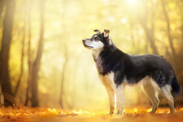 Die Sonne ist sehr, der goldene Laubfall