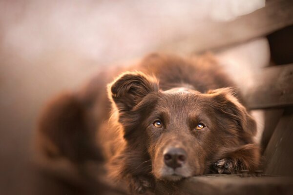 El perro yace con una mirada triste