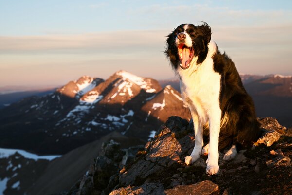 Border collie in montagna di buon umore