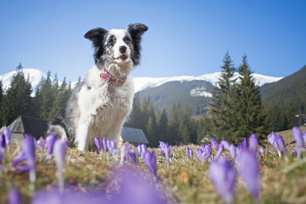 Perro en el fondo de las montañas alpinas en colores