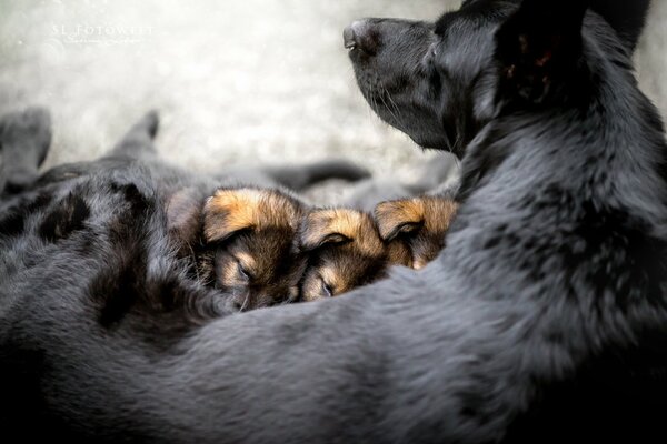 Puppies sleep with their noses buried in a black dog