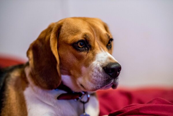 Chien de chasse blanc-brun-noir se trouve sur un tissu rouge