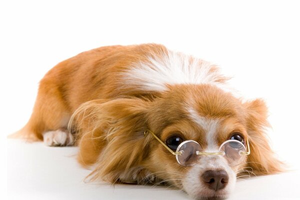 A smart dog with glasses is waiting for happiness