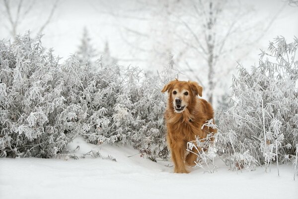 Il cane corre lungo il sentiero invernale dai cespugli