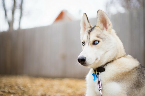 Chien aux yeux bleus clairs