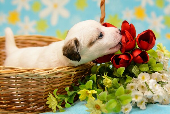 Pequeño cachorro en una cesta de flores