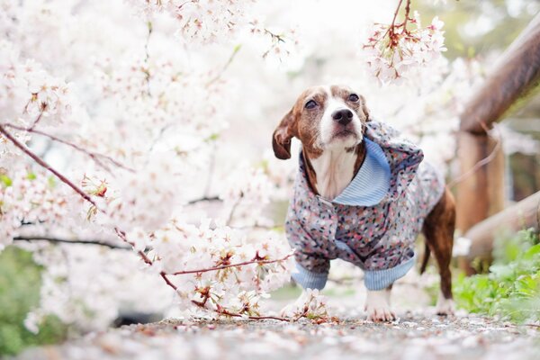 Little friend s spring outfit