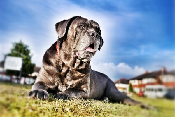 Cane Corso riposa in una radura