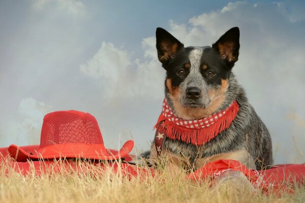 Sguardo triste del cane in rosso