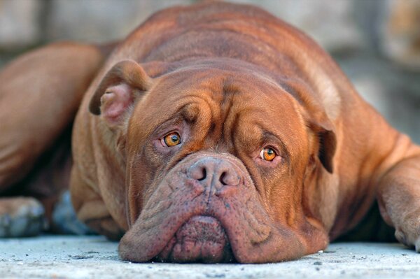 Der Hund liegt auf dem Boden und beobachtet mit einem traurigen Blick die Umgebung