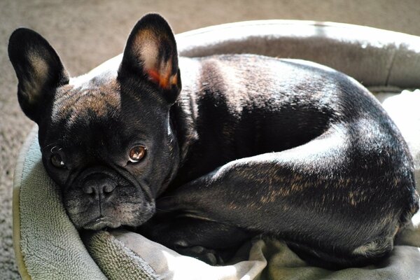 A bulldog with big ears is lying on a sunbed