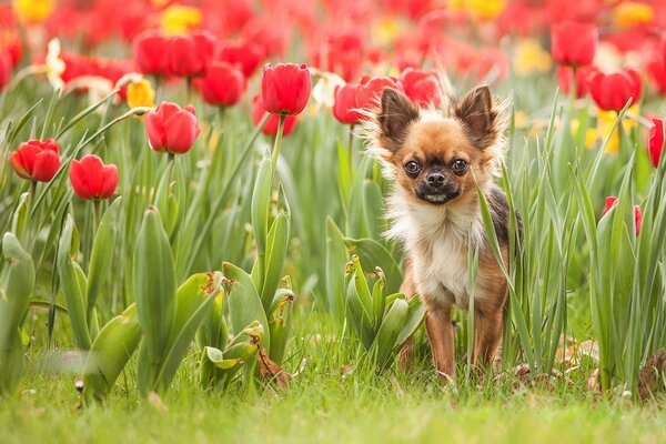 A kid in nature in red tulips