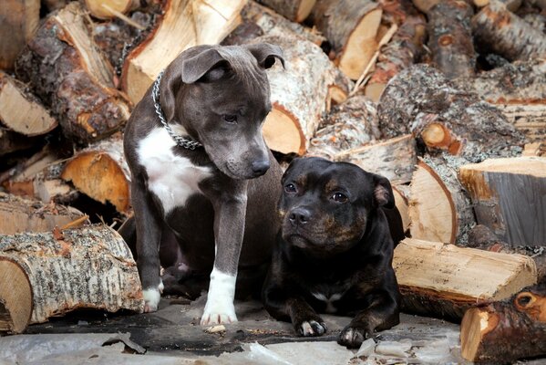 Dos perros con leña desmenuzada