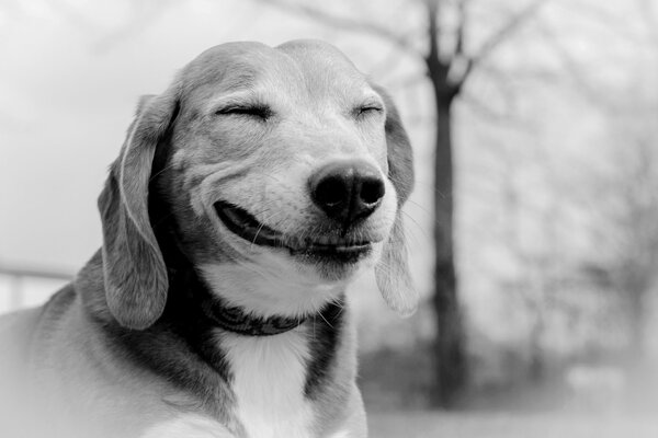 Sourire de chien noir et blanc