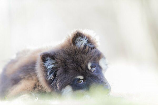 Cute black puppy