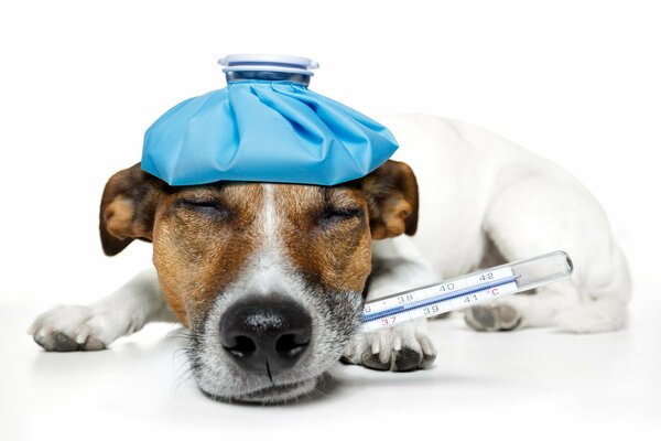 A humorous image of a Jack Russell terrier with a thermometer and a hot water bottle on its head