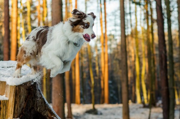 Chien sautant en hiver dans la forêt