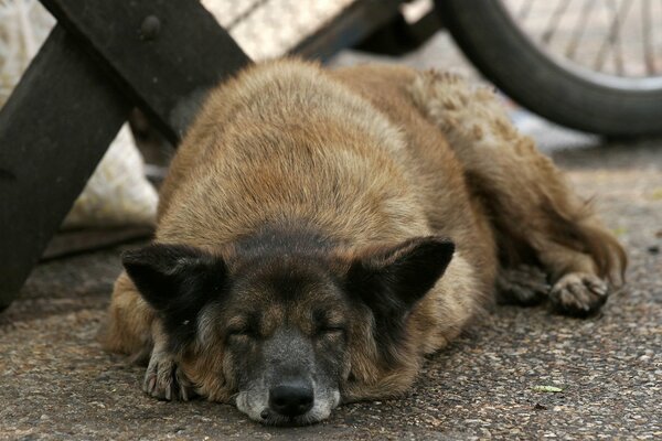 El perro duerme en la calle