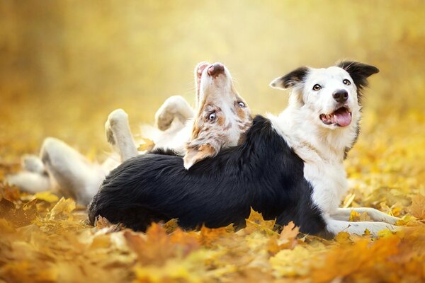 Deux chiens amis fond feuilles