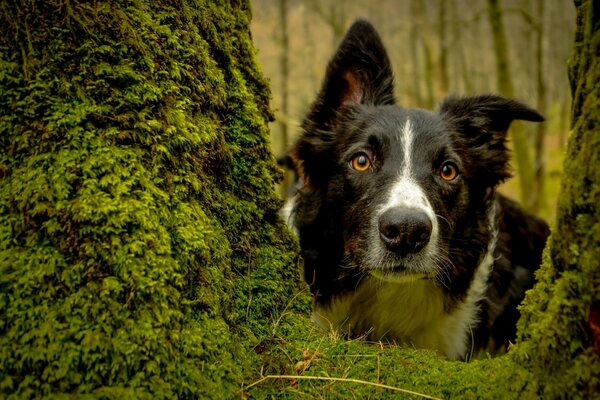 Retrato de border Collie en un bosque cubierto de musgo